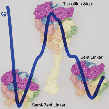 Our paper was published in Structure!