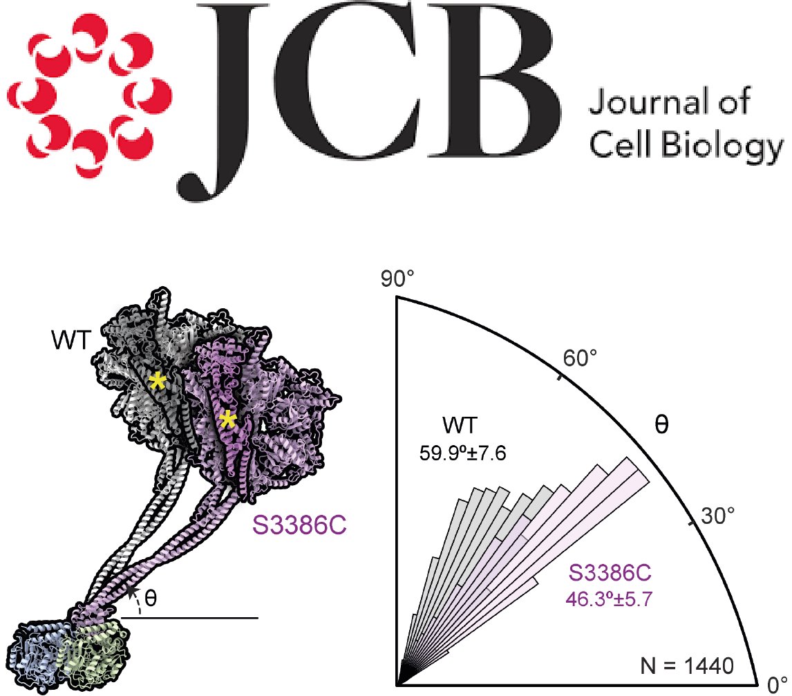 Our paper was published in Journal of Cell Biology